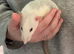2 female dumbo rats