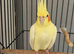 Cockatiels in Runcorn