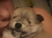 Pomeranian Puppys