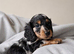 Mini long hair dachshund dapples and tans