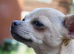 Lovely girl chihuahua