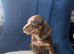 Miniature Dachshund pups