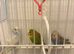 3 Budgies's for sale