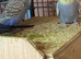 Budgies Small type young budgies