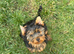 Yorkshire Terrier boys