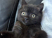 Female British shorthair kitten