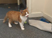 A beautiful male ginger and whitekittens for sale