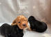 Stunning working cocker spaniel puppies