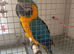 Stunning blue and gold maccaw