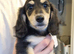 Last Wonderful KC Registered Miniature Longhaired Dachshund Puppy