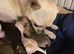 1 girl chihuahua pup