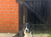 American Bulldog Mix