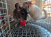 2 young chinchilla sisters