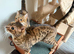 Bengal Pair needing a loving home