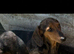 Mini dachshund puppies for sale PR clear
