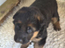 German shepherd puppies