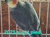 Cockatiels