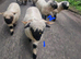 Valais Blacknose sheep