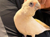 9 months old beared eyed cockatoo for sale or px