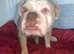 Perfect English bulldog