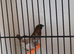 Adult bengalese finches for sale