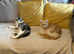 2 Maine coons needing a home