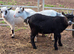 Three Beautiful Pygmy Wethers looking for their Forever Home