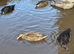 Call ducks bonded pairs