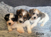 Beautiful Jackapoo Girl and boy puppies looking for there forever homes