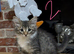 3 beautiful fluffy kittens looking for homes