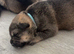 German shepherd cross puppies