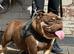 Chocolate English bulldogs