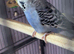 Bonded pair violet budgies & a spare female