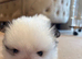 Teddy bear face puppy Pomeranian