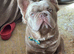 Fluffy French bulldog