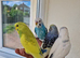 Super Tamed baby budgies for sale