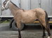 Yearling gelding to make 15hh +