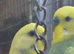 This years pair unrelated