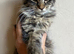 Half Maine Coon Tabby large Male Kitten