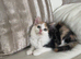 Adorable long haired Maine Coon/Ragdoll Kitten