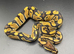 Het clown het pied ball Python hatchling Male