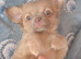 2 long coat chihuahua boys now available