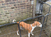 Saluki greyhound