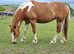 For  loan 14.2 Cob X mare