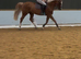 Kresus du Bosquetia Exceptional 10-Year-Old SBS palomino Gelding | 16.2hh | immaculate clean BS record upto 1.35