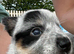 Stunning pure Australian Cattle dogs