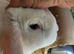 Gorgeous Litter of Mini Plush Lops ( Dense Velvet type Coat)