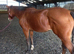 Annie tb mare
