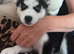 Stunning husky pups