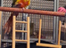 Friendly 2 year old pineapple conure